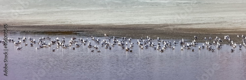 Flock of birds gulls sitting on the water of a shallow lake on the background of a sandy shore