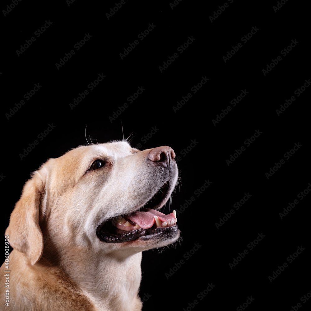 Head of yellow labrador retriever looking right with open mouth isolated on black background. Studio shot, copy space. Head of yellow labrador retriever looking right with open mouth isolated on black background. Studio shot, copy space.