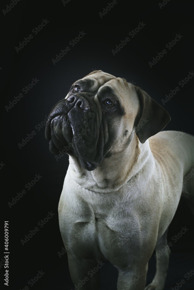 portrait of a bullmastiff black background studio