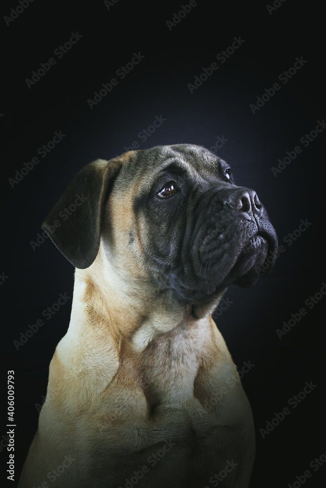 portrait of a bullmastiff puppy black background