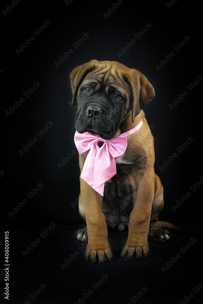 puppy bullmastiff black background puppy bullmastiff black background
