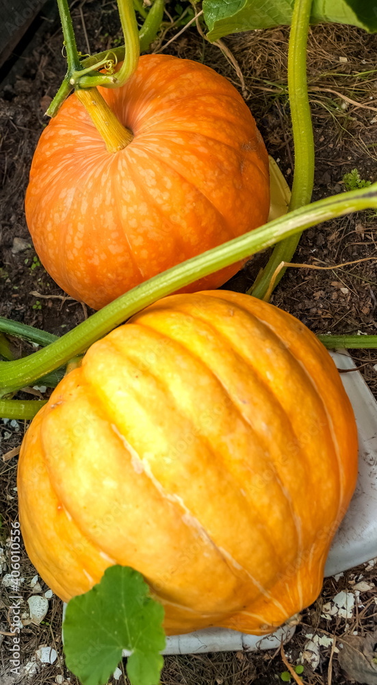 Orange pumpkin closeup on the garden bed in autumn