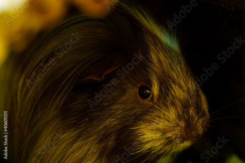 Portrait of brown guinea pig. Closeup guinea pig.