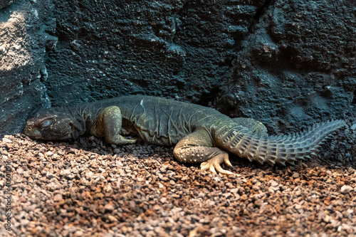 A green Leptien's Spiny Tailed Lizard sleeping on a ground in the rocks very close up (Uromastyx aegyptia leptieni). photo