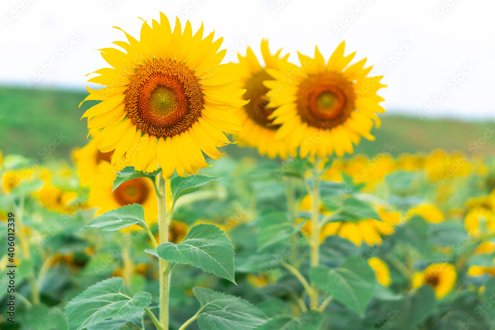 Sunflower field in garden blue sky, beautiful sunflower nature flowers on daytime, organic agriculture in countryside plantation