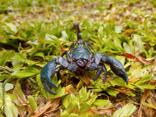 A black scorpion on the green lawn.