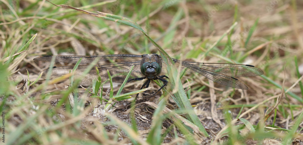 Großer Blaupfeil - Black-tailed Skimmer