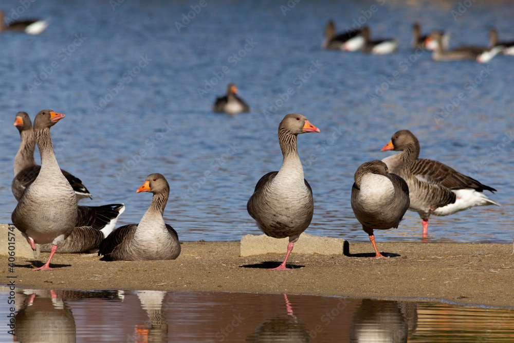 Obraz premium Group of grey lag geese in the shore of a marsh in Villafafila, Zamora, Spain