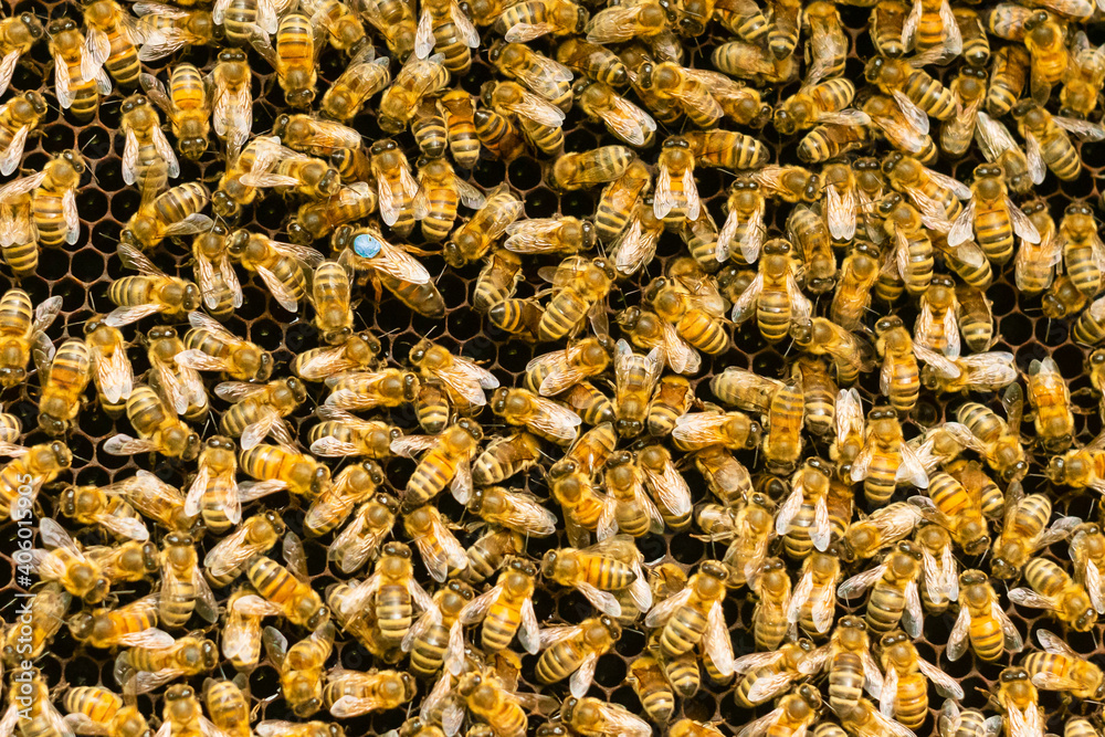 Bees texture Bees texture