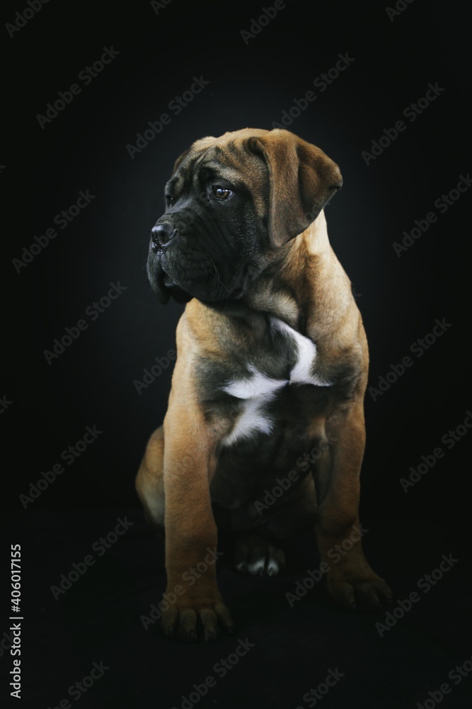 Bullmastiff puppy in black background studio