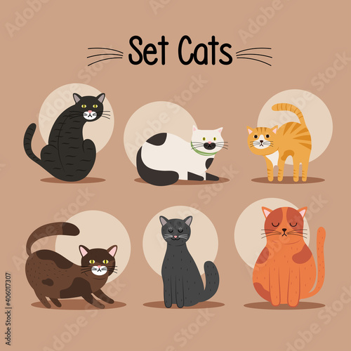 Fototapeta Naklejka Na Ścianę i Meble -  bundle of six cats differents colors mascots and lettering vector illustration design