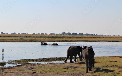 Elephant crossing river water in Africa travel