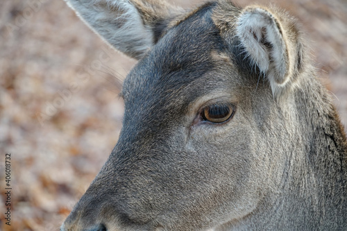 Closeup shot of a young deer in an animal park in Cologne, Germany photo