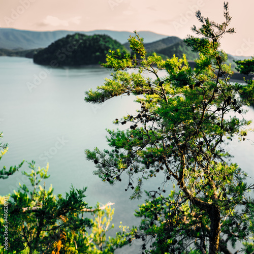 tree on the lake