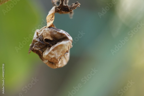 Eggplant vegetable for cooking in Thailand.