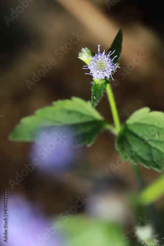Flowers in Thailand , Natural flowers