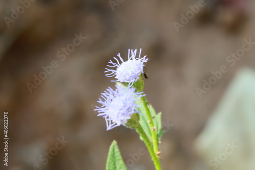 Flowers in Thailand , Natural flowers