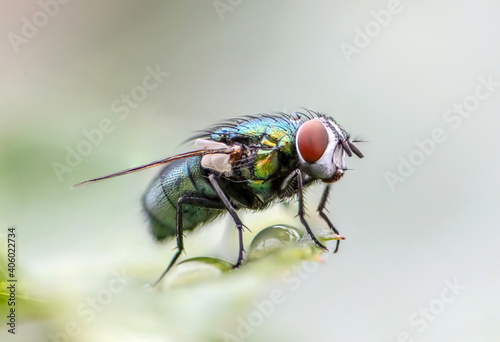 house fly in extreme close up sitting on green leaf. Picture taken before grey background