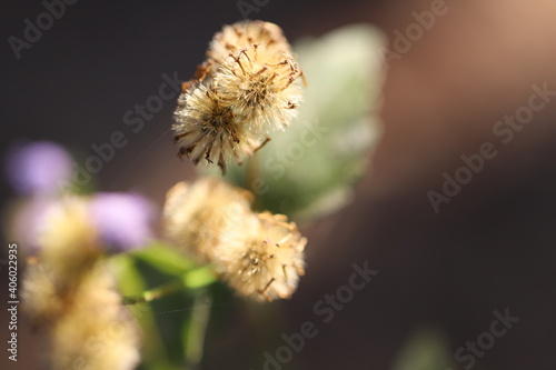 Flowers in Thailand , Natural flowers
