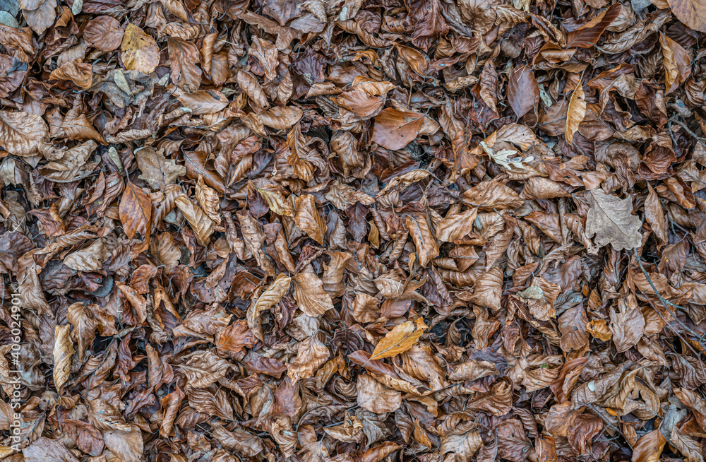 brown autumn leaves fall winter season background close up pattern