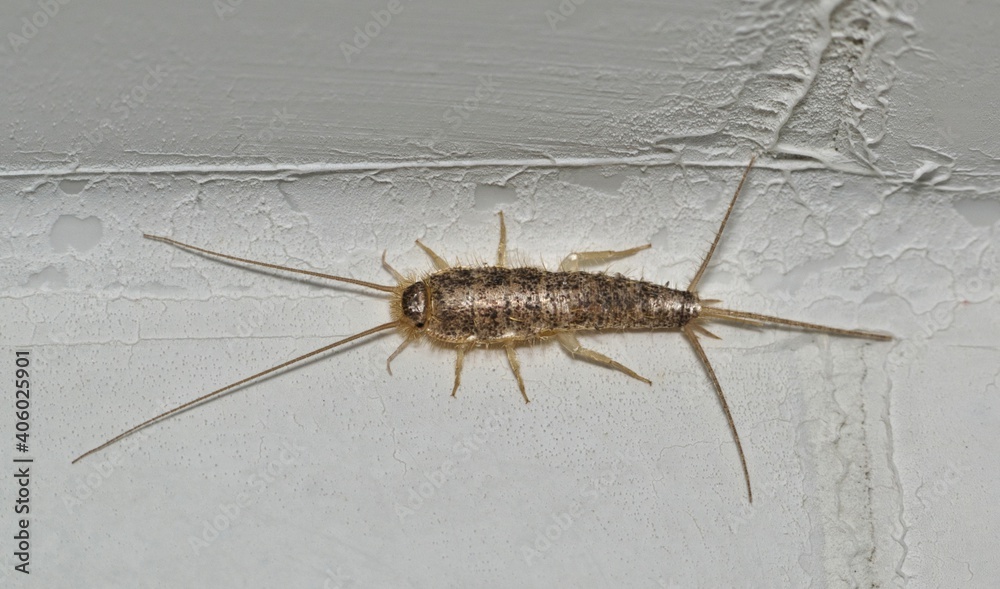 Silverfish Ctenolepisma longicaudatum isolated on a white wall interior of a home. Common household pests destructive to textiles and paper products. Silverfish Ctenolepisma longicaudatum isolated on a white wall interior of a home. Common household pests destructive to textiles and paper products.