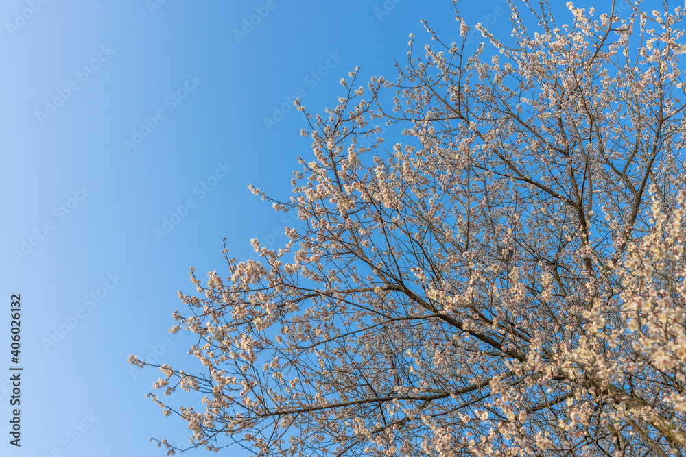 plum blossom at the spring