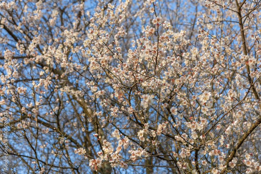 plum blossom at the spring