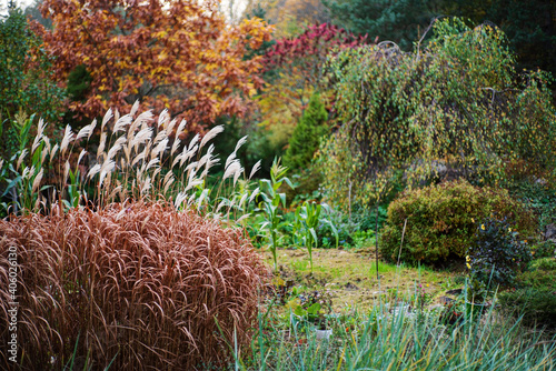 autumn garden with different plants Fototapet