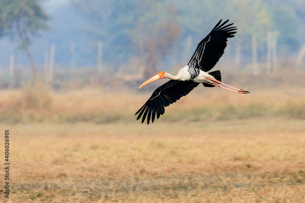 Fototapeta premium painted stork coming in to land