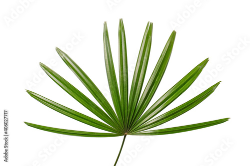 Lady palm leaf on white background photo