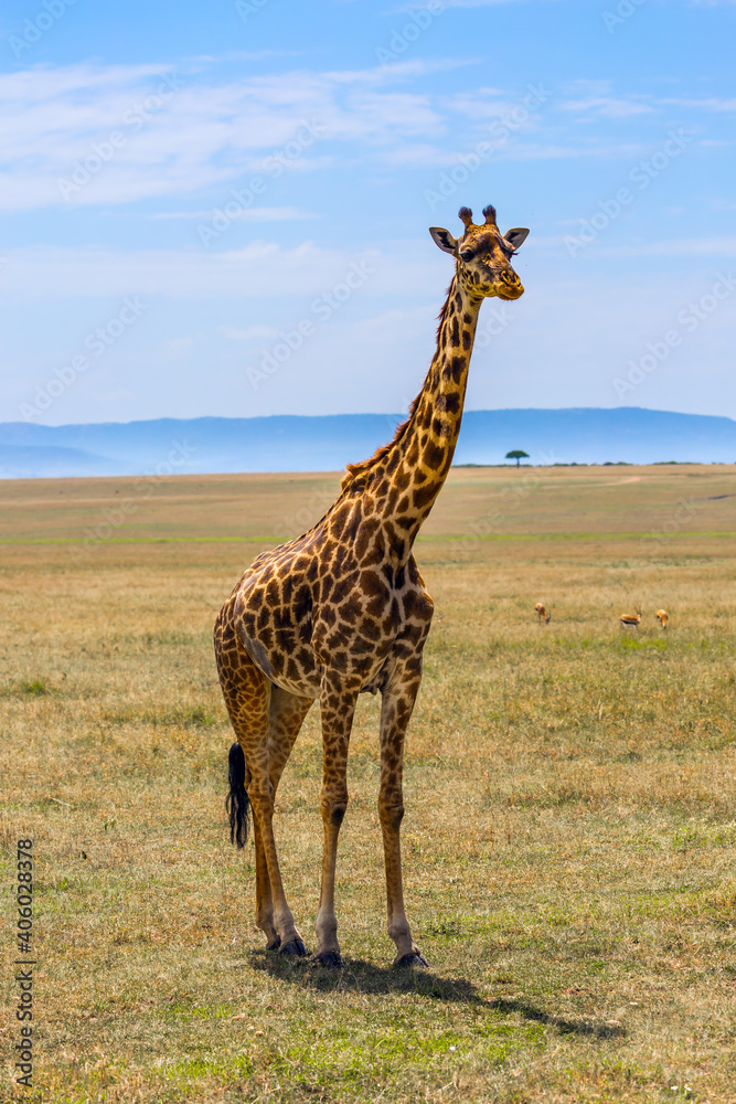 Giraffe in african savannah