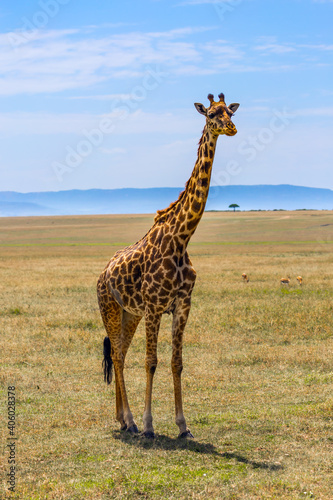 Giraffe in african savannah