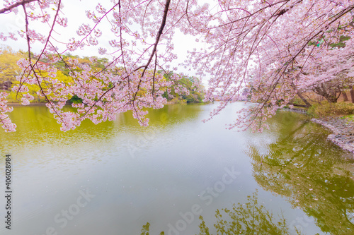 大宮公園舟遊池(ボート池)と桜