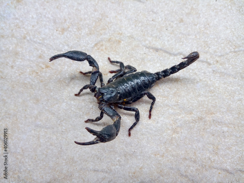 A black scorpion walking on a cement floor