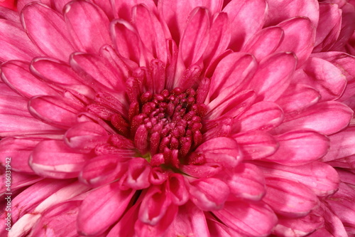 Macro shot of a pink Chrysanthemum's center. Chrysanthemum indicum.