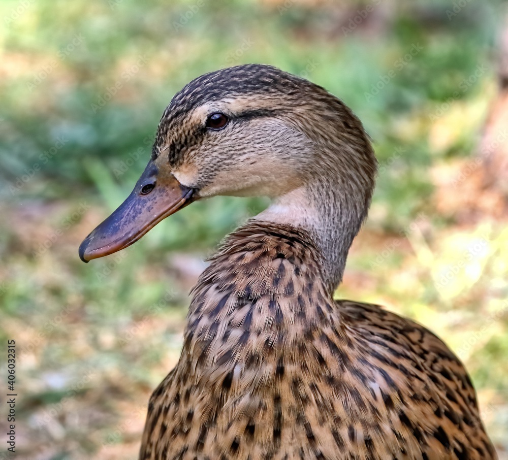 Female Mallard duck posing for the camera. Anas platyrhynchos. Female Mallard duck posing for the camera. Anas platyrhynchos.