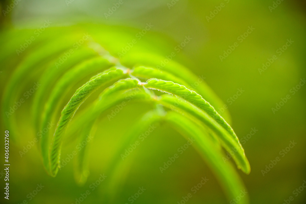 Tamarind Flower with leaves closeup Tamarind is a hardwood tree known