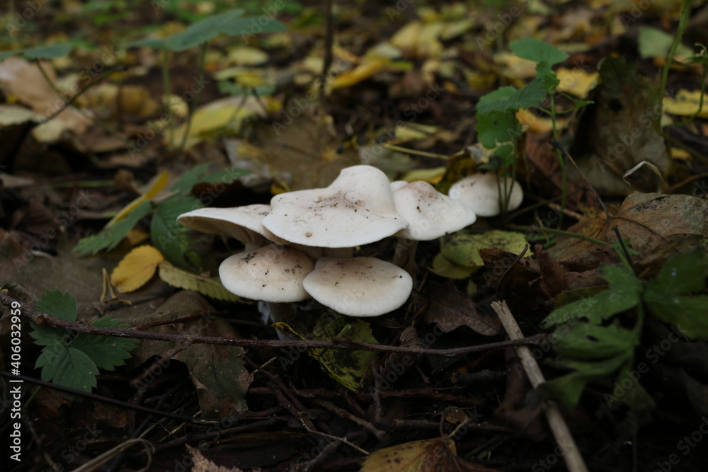 porcini mushrooms toadstools in autumn in the forest yellow leaves from trees porcini mushrooms toadstools in autumn in the forest yellow leaves from trees