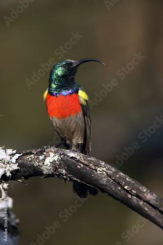 The greater double-collared sunbird (Cinnyris afer) sitting on a branch with lichen. Very colorful tiny bird on a twig with a dark background.