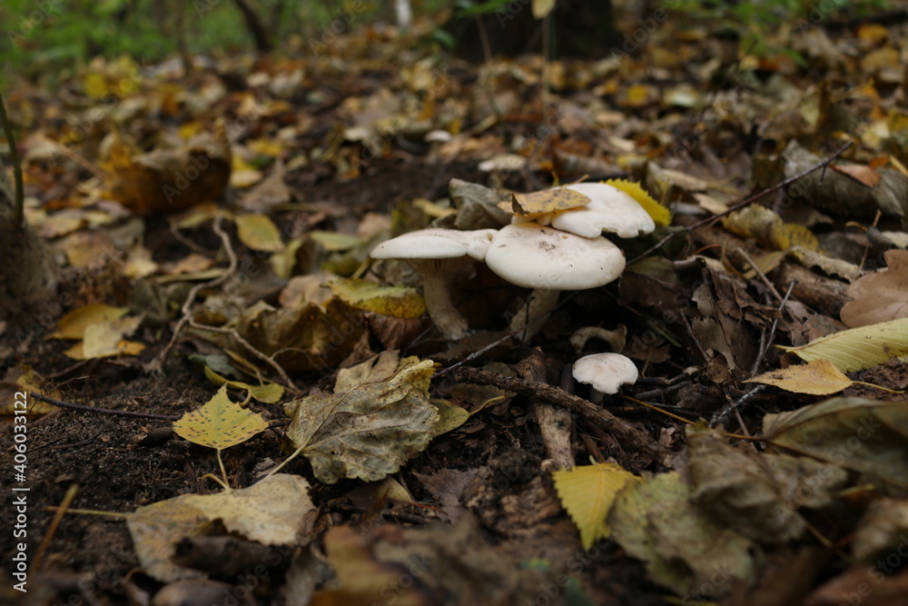 porcini mushrooms toadstools in autumn in the forest yellow leaves from trees porcini mushrooms toadstools in autumn in the forest yellow leaves from trees