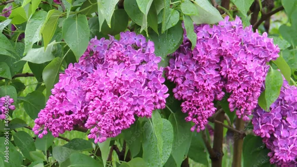 Branches of blooming lilac swaying in the wind Branches of blooming lilac swaying in the wind