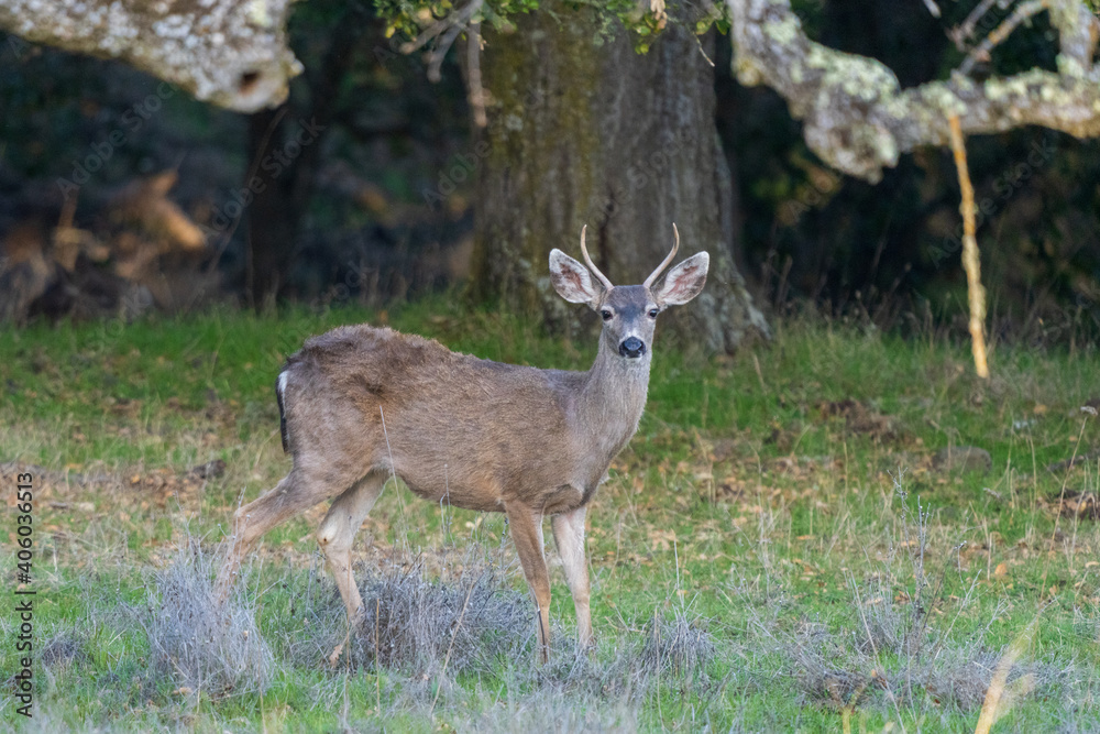 deer in the woods deer in the woods
