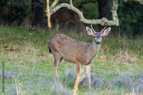 deer in the forest