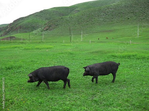 Two black pigs in Hebei Bashang grassy field