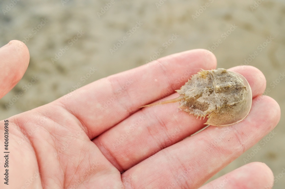 Baby Horseshoe Crab In Hand To Show Size. This Kabuto Looking Creature
