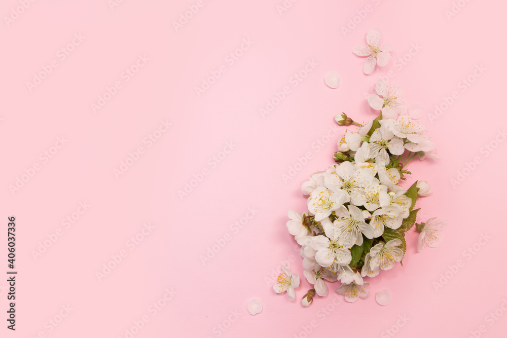 White cherry flowers on pink background.  Creative layout , spring template . Spring background with empty space for Mother's day, women's day, 8 march, birthday, easter, wedding invitation,