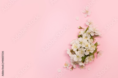 White cherry flowers on pink background.  Creative layout , spring template . Spring background with empty space for Mother's day, women's day, 8 march, birthday, easter, wedding invitation, © Grandiflora