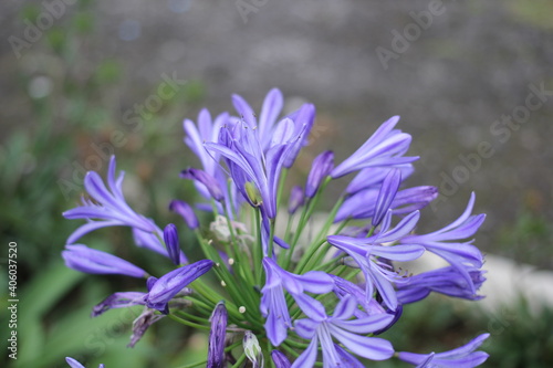 Purple colored flower with bokeh background