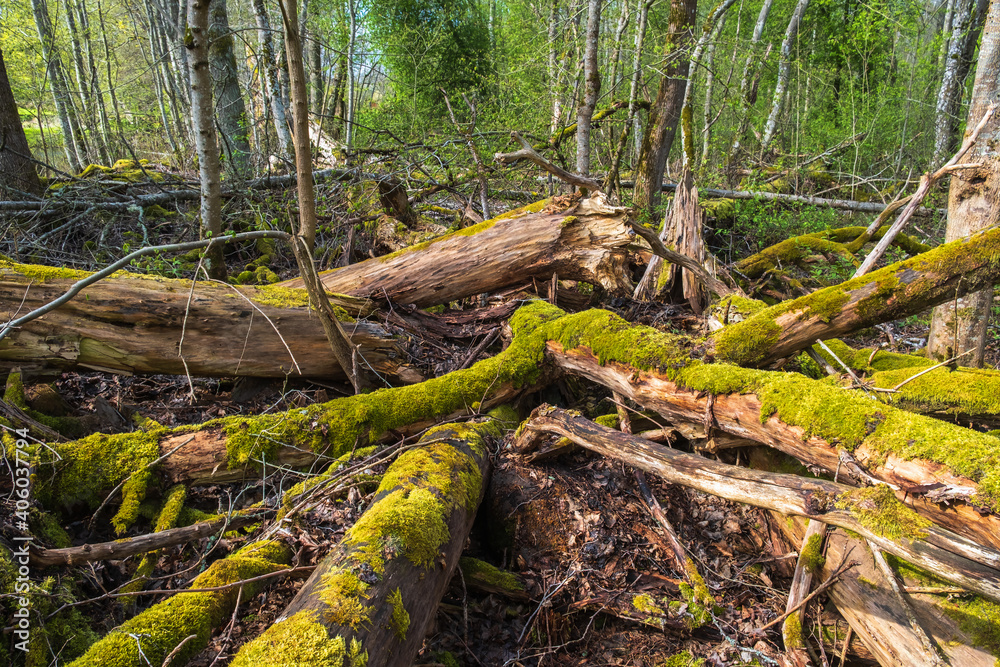 Fallen old rotten tree trunks with moss in a forest Fallen old rotten tree trunks with moss in a forest