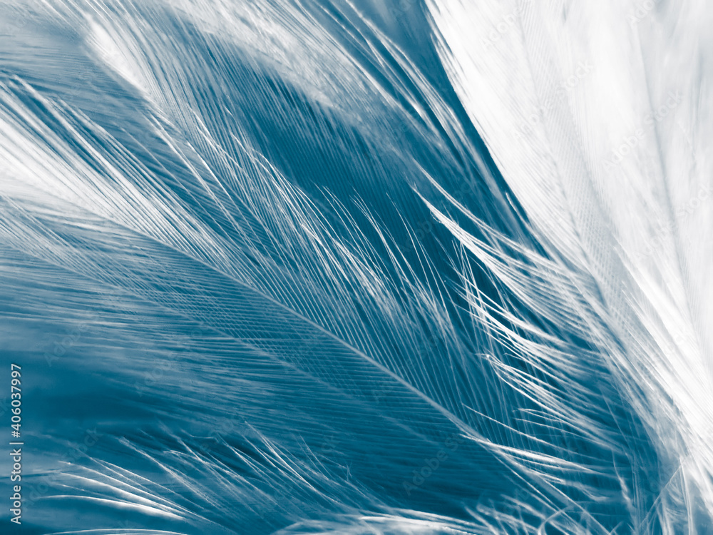 Beautiful abstract blue feathers on white background, black feather texture on blue pattern and blue background, feather wallpaper, blue banners, love theme, valentines day, dark texture Beautiful abstract blue feathers on white background, black feather texture on blue pattern and blue background, feather wallpaper, blue banners, love theme, valentines day, dark texture